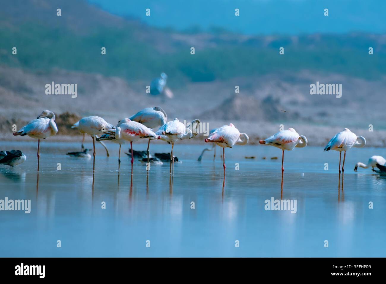 Grace in Rupose: Die zarte Schönheit eines schlummernden Flamingos, gefangen in ruhiger Stille. Stockfoto