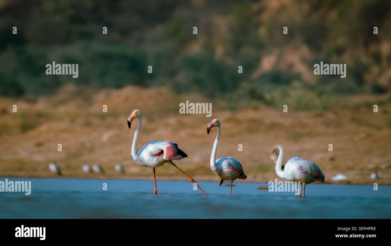Grace in Rupose: Die zarte Schönheit eines schlummernden Flamingos, gefangen in ruhiger Stille. Stockfoto