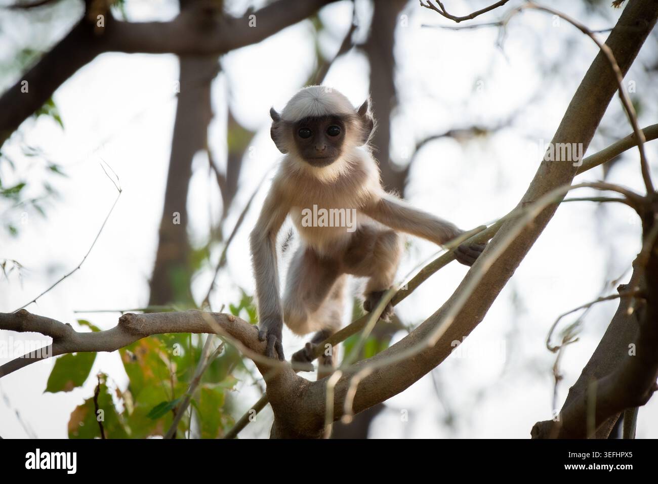 Tiefwinkelansicht eines Affen auf einem Baum. Stockfoto