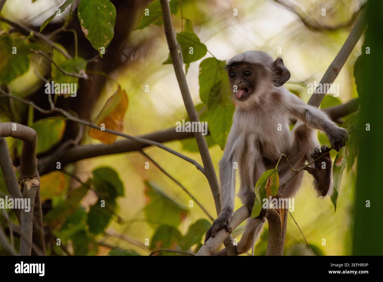 Tiefwinkelansicht eines Affen auf einem Baum. Stockfoto