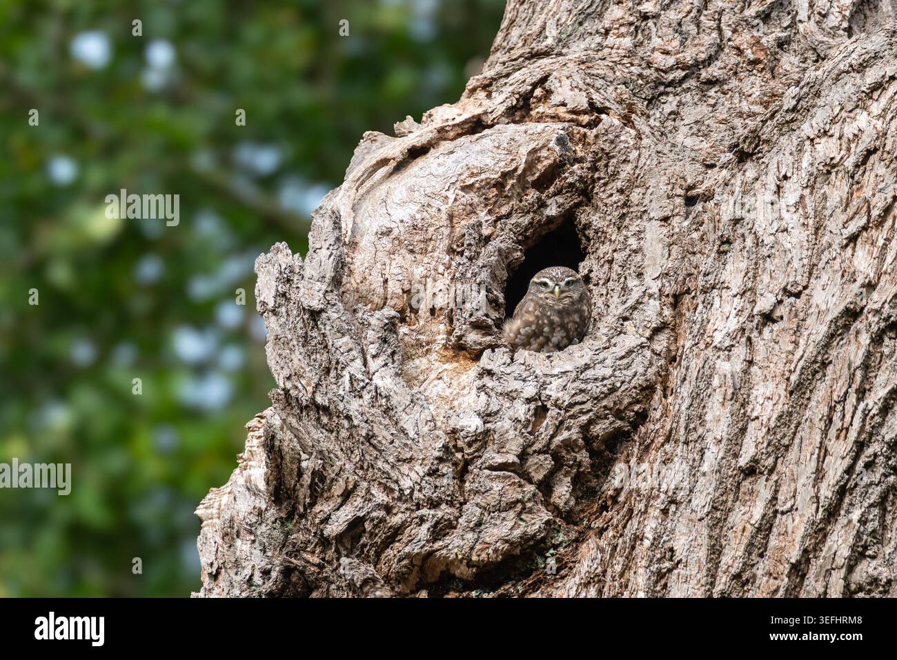 Die kleine Eule Athene noctua blickt aus der natürlichen Baumhöhle, Richmond Park, London Stockfoto