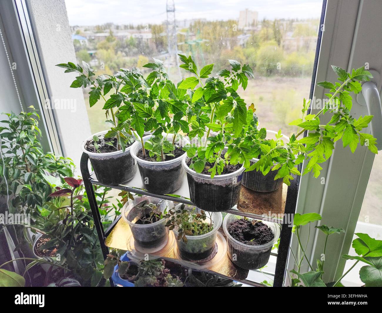 Junge Tomatensämlinge, die in Plastikbecher auf einem sonnigen Fensterbrett wachsen, Urban Home Gardening. Stockfoto