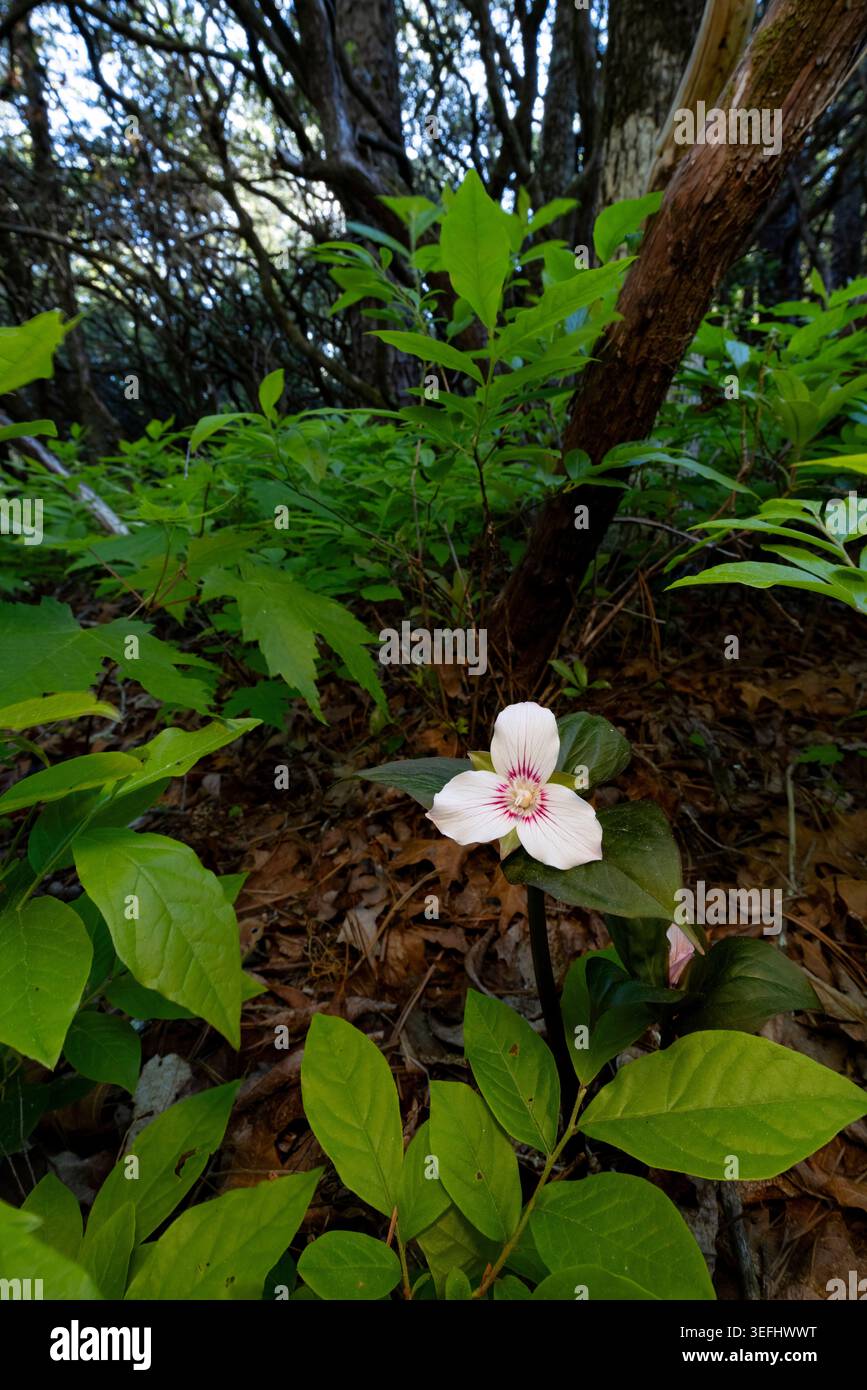 Painted Trillium (Trillium undulatum) - Pink Beds Loop Trail, Pisgah National Forest, in der Nähe von Brevard, North Carolina, USA Stockfoto