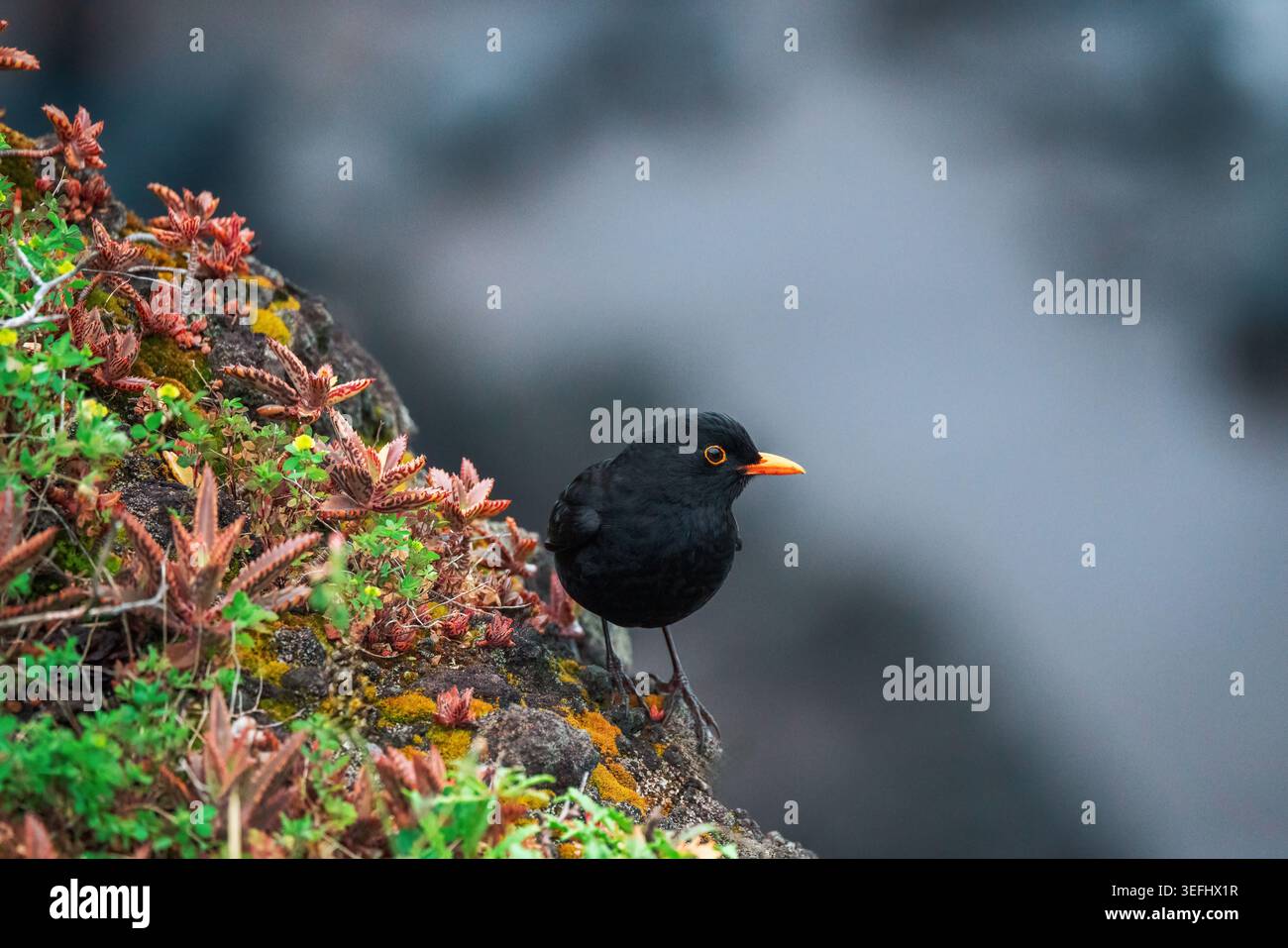 Männlicher gemeiner Schwarzvogel, der auf einer Felsenklippe auf Madeira thront Stockfoto