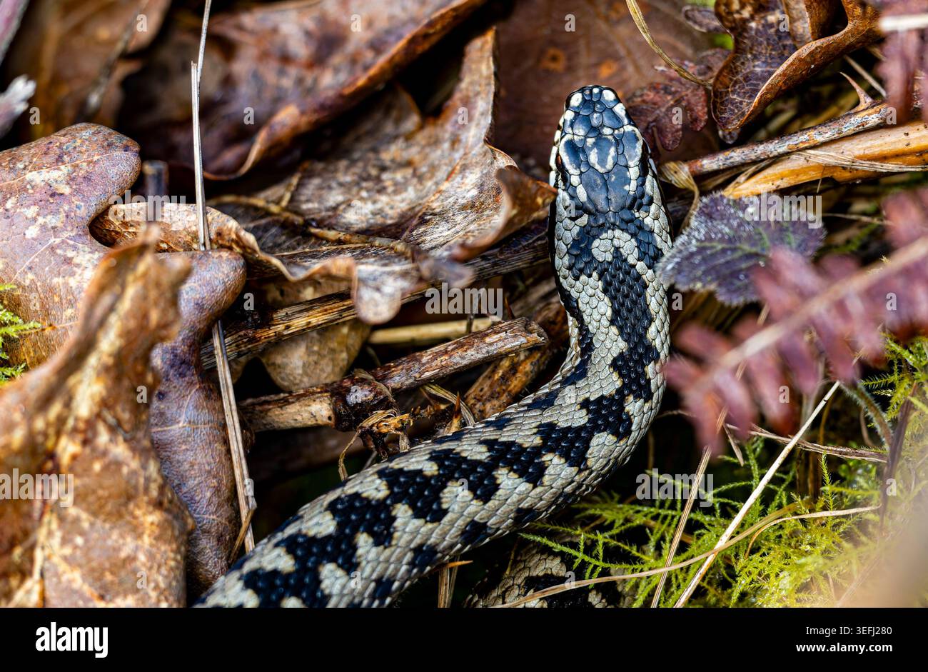 Detailbild einer Adder oder Viper (Vipera berus), die auf Common Land nach einem Winterschlaf bastelt. Stockfoto