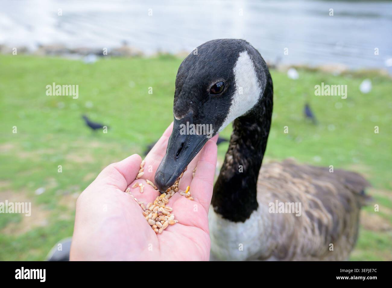 Canada Goose (Branta canadensis) hinter Hand von einem sehr netten Fotografen auf dem Gelände von Leeds Castle in der Nähe von Maidstone, Kent, Großbritannien Stockfoto