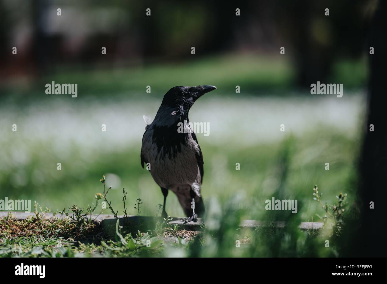 Kapuzenkrähe steht auf Gras in einem sonnendurchfluteten Park mit einem weichen, unscharfen grünen Hintergrund Stockfoto