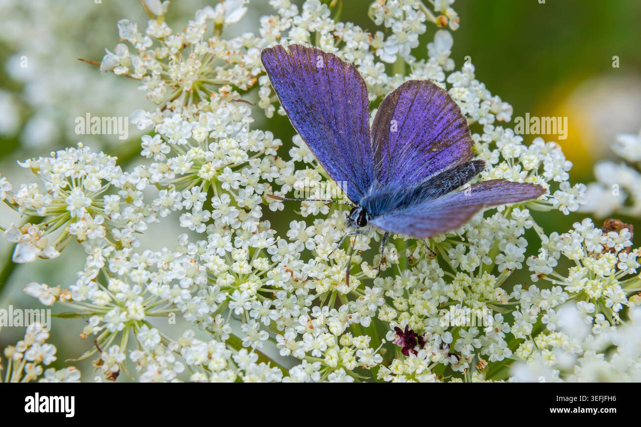 Gewöhnlicher Blauer Schmetterling, bekannt als Polyommatus icarus, thront auf zarten weißen Blüten auf einer üppigen Wiese unter hellem Sonnenlicht, das seine Brillanz zeigt Stockfoto