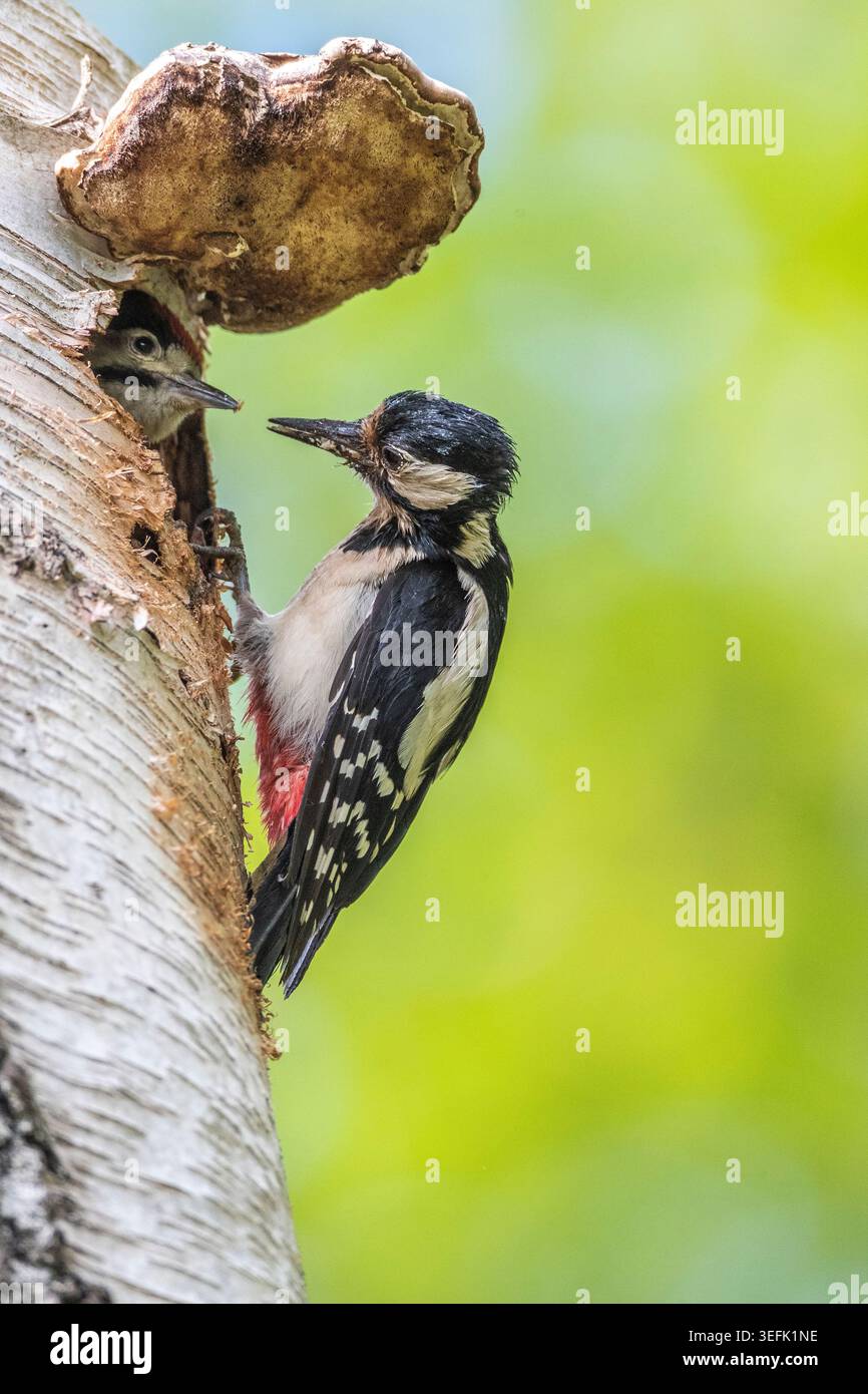 Weiblicher Großspecht, der Junge füttert, Abington Park, Northampton. Northants, England. Stockfoto