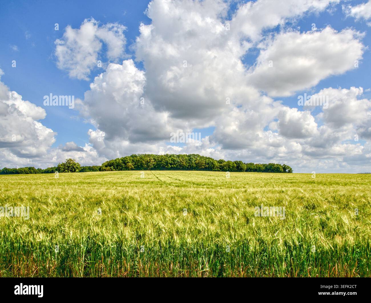 Jungweizenkulturen vor der Reifung - Zentralfrankreich Stockfoto
