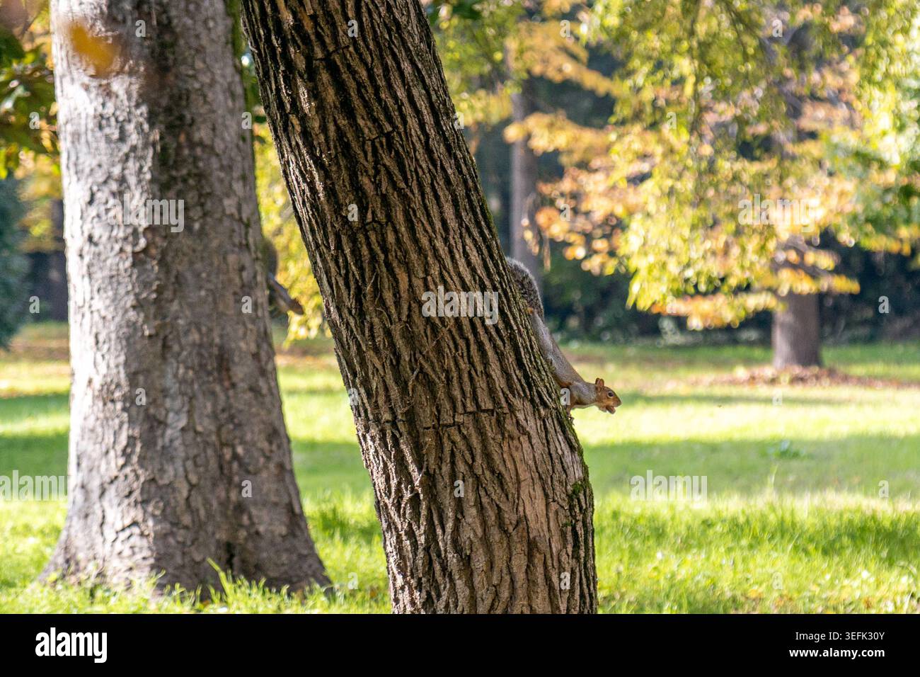 Das graue Eichhörnchen (Sciurus carolinensis) klettert in einem sonnigen Park in Abano Terme, Italien, auf einen Baum Stockfoto