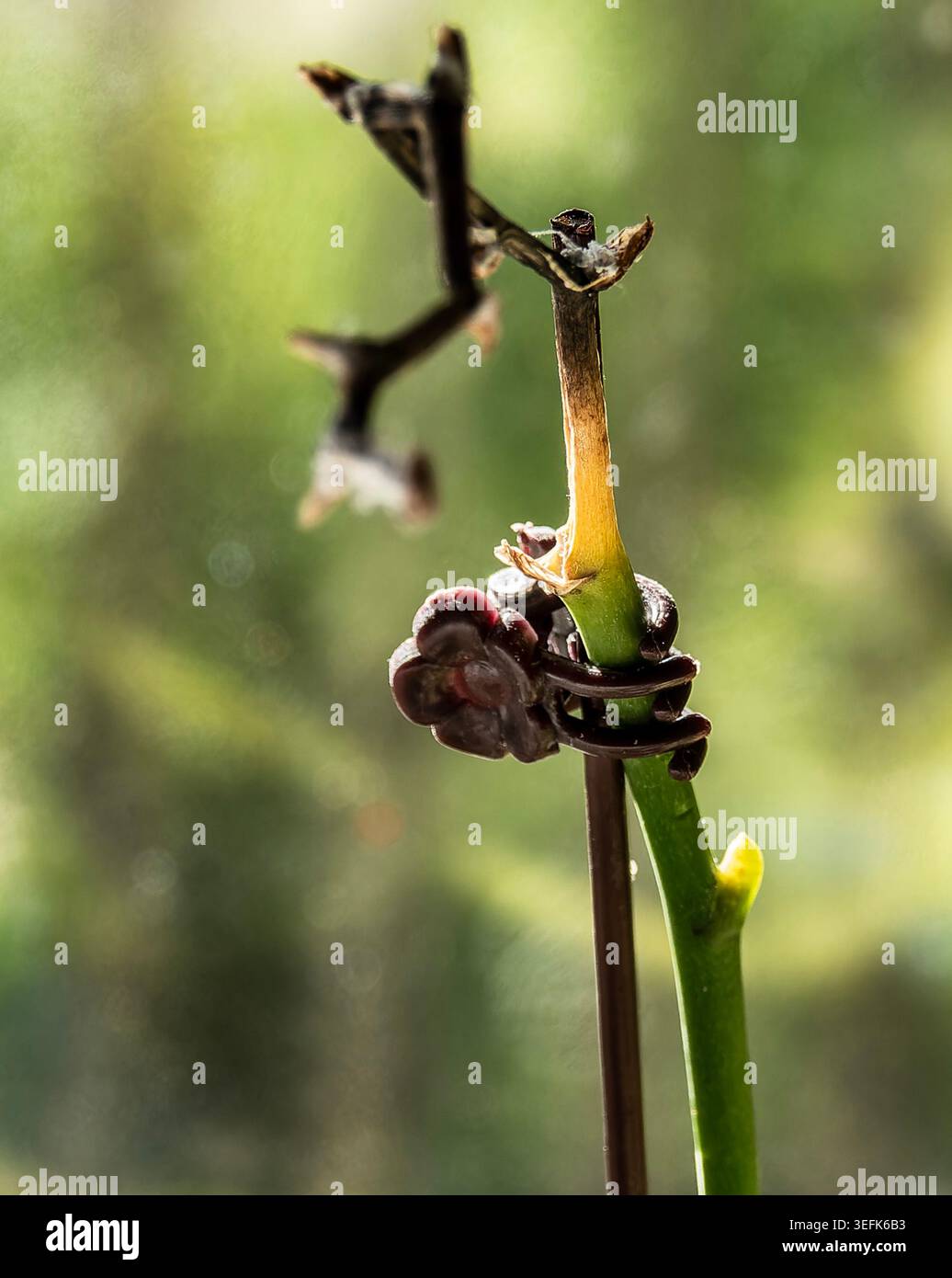 Eine Blütenknospe auf einer Orchideenpflanze Stockfoto
