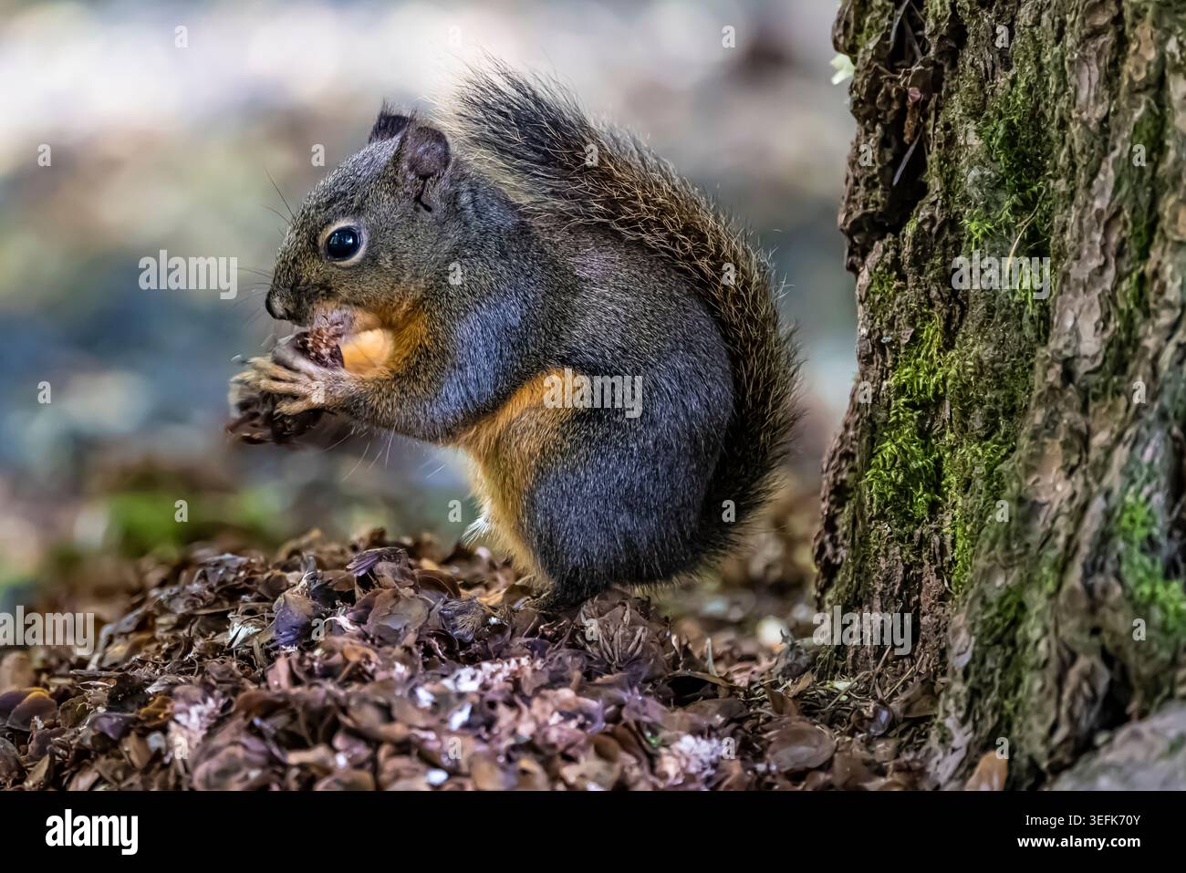 Douglas Eichhörnchen, Tamiasciurus douglasii, Fütterung von Douglasien im Potlatch State Park, Olympic Peninsula, Washington State, USA Stockfoto