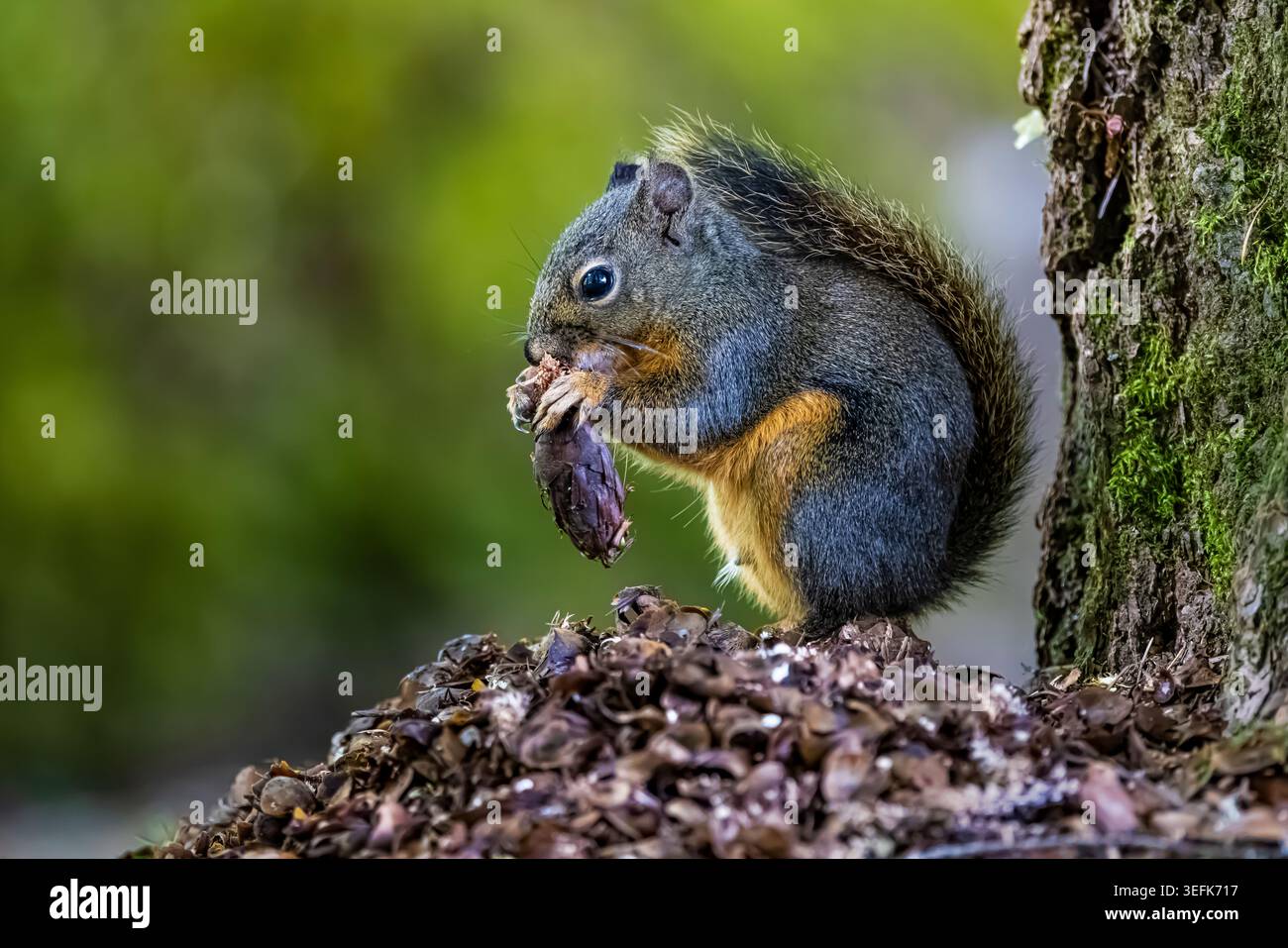 Douglas Eichhörnchen, Tamiasciurus douglasii, Fütterung von Douglasien im Potlatch State Park, Olympic Peninsula, Washington State, USA Stockfoto