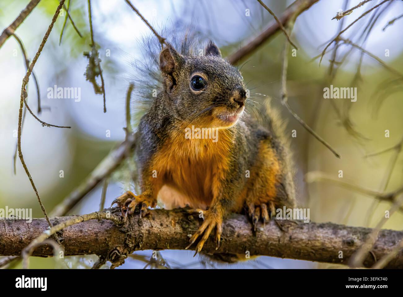 Douglas Eichhörnchen, Tamiasciurus douglasii, Fütterung von Douglasien im Potlatch State Park, Olympic Peninsula, Washington State, USA Stockfoto