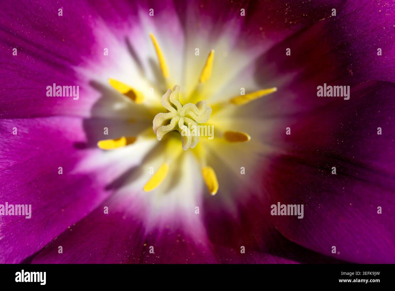 Extreme Makroaufnahme der Innenseite einer violetten Tulpenblüte mit Staubblättern und Pistil. Stockfoto