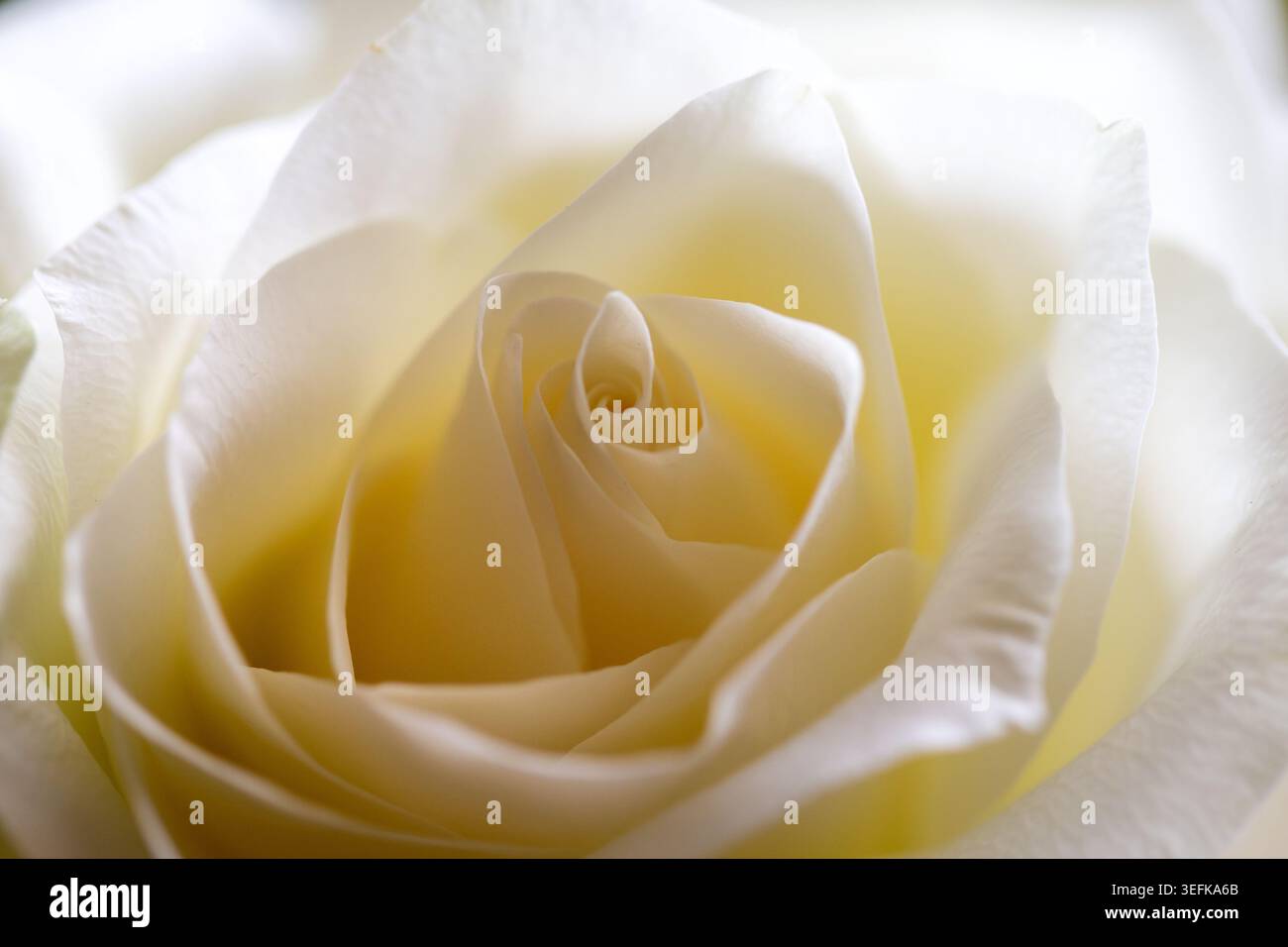 Makroaufnahme einer einzelnen weißen Rosenblüte mit zarten Spiralblättern mit einem weichen Creme-Schimmer in der Mitte. Stockfoto