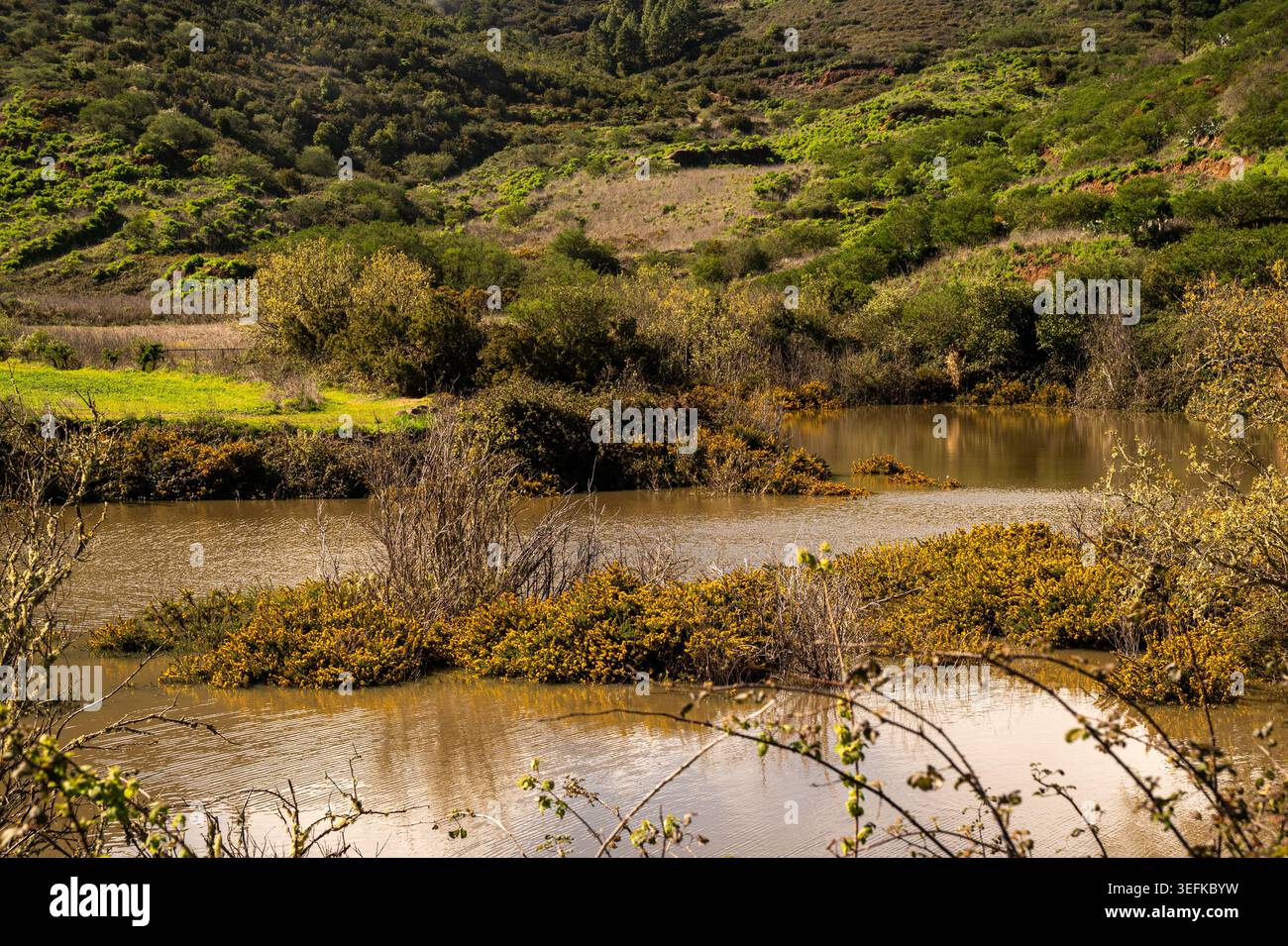 Schlammiges Wasser fließt durch verworrene Vegetation. Grüne Hügel erheben sich sanft hinter dem langsamen Bach. Dichte Büsche umrahmen den Vordergrund mit wilder Gelbblüte Stockfoto