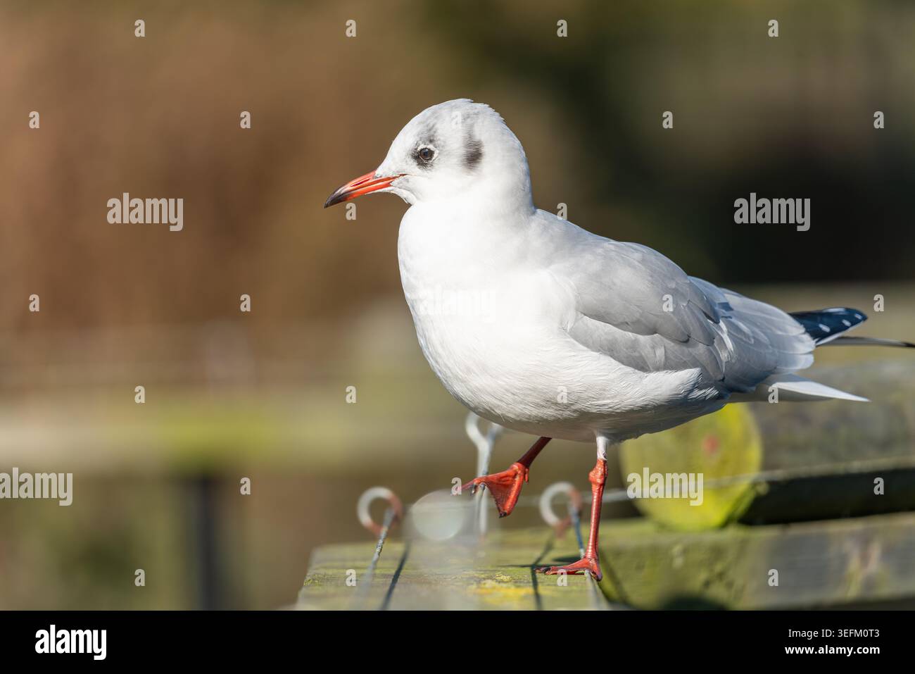 Schwarzkopfmöwe Chroicocephalus ridibundus Wintergefieder auf Holzsteg, Großbritannien Stockfoto