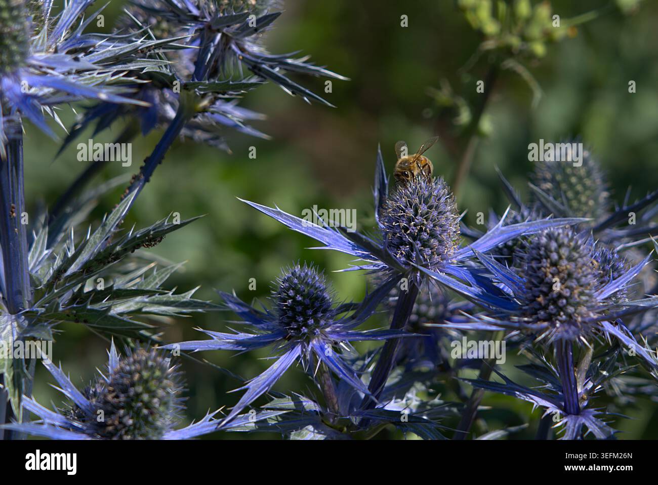 Seeholly mit Biene (Eryngium planum) im Sommerlicht Stockfoto