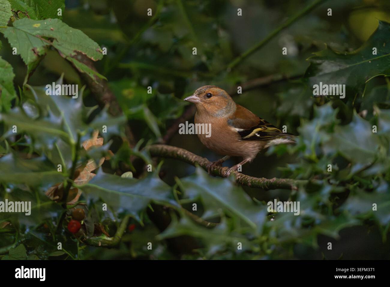 Männliche Kaffinchen Fringilla Coelebs in stechpalme mit roten Beeren, Großbritannien Stockfoto