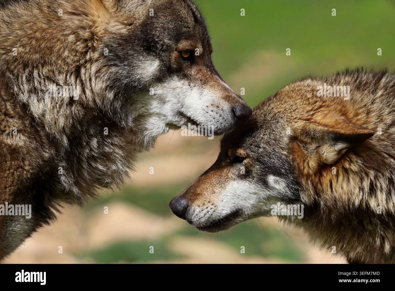 Nahaufnahme zweier iberischer Wölfe (Canis Lupus signatus), die einen intimen Moment mit einem sanften Kopfkuss in der spanischen Sonne teilen Stockfoto