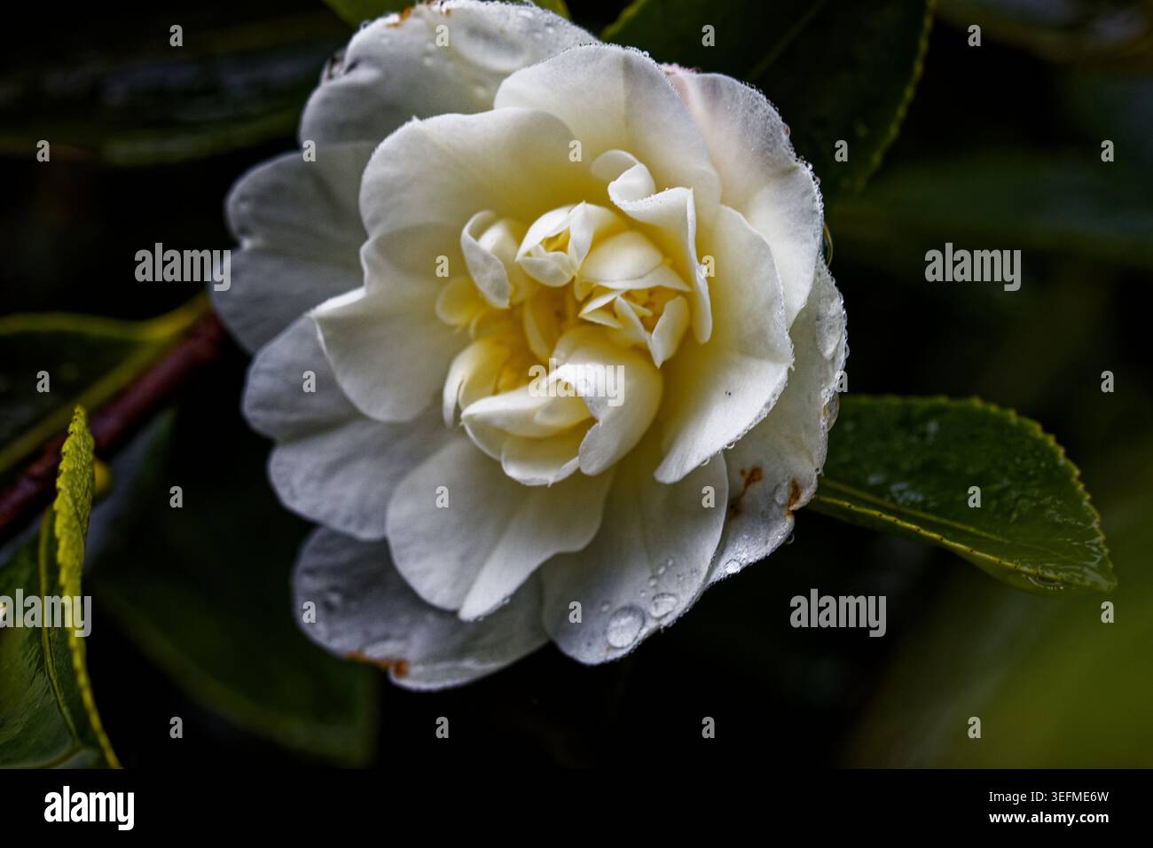 Camellia Gay Sue: Ein ziemlich kräftiger, aufrechter Sträucher mit stark duftenden, doppelpfingstrosenartigen weißen Blüten, die vom frühen Herbst bis zum frühen Winter erscheinen. Stockfoto