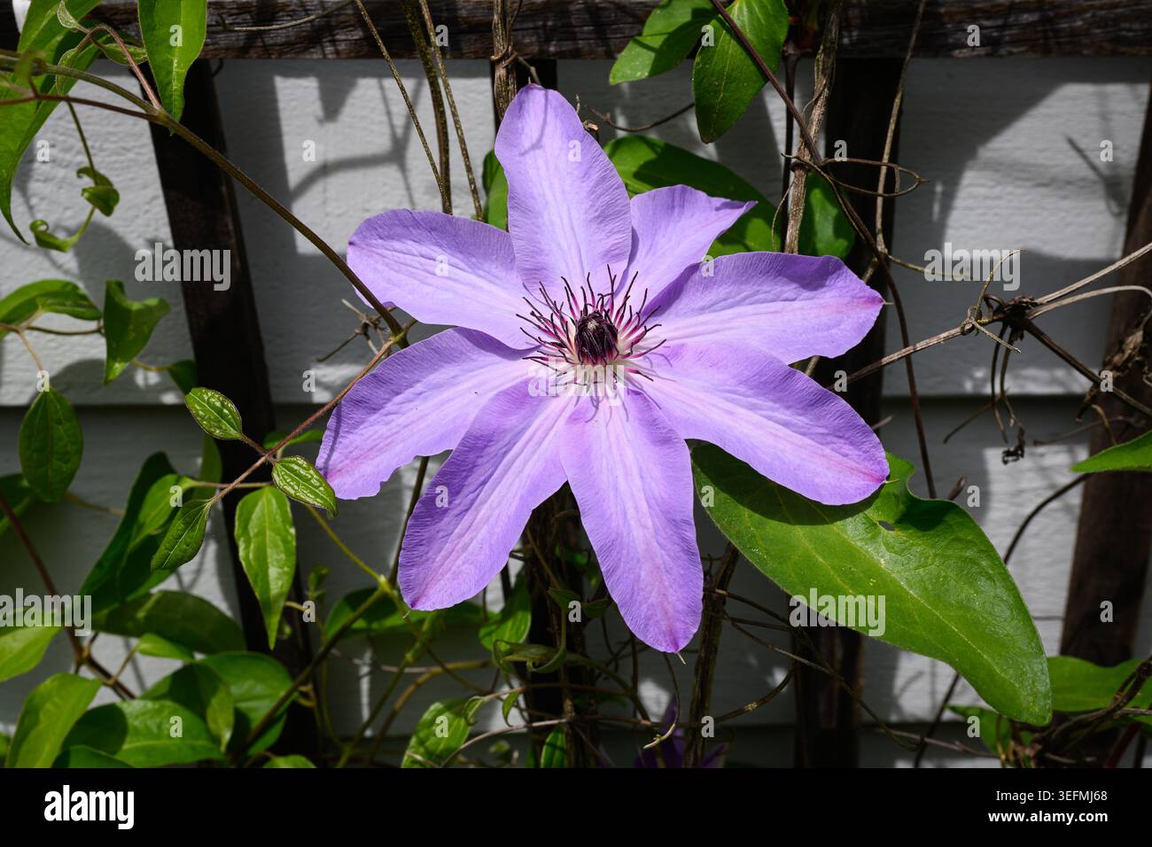 Clematis Pflanze Kletterspalier mit großer violetter Blüte in Nahaufnahme Stockfoto
