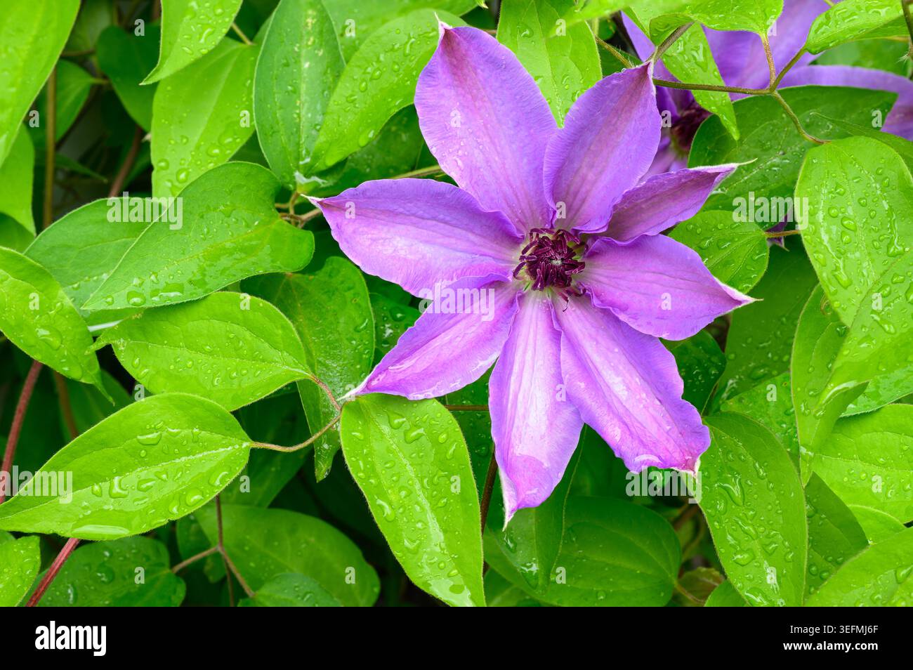 Clematis lila Blume auf grünem Blatthintergrund in Blüte im Frühling in Nahaufnahme Stockfoto