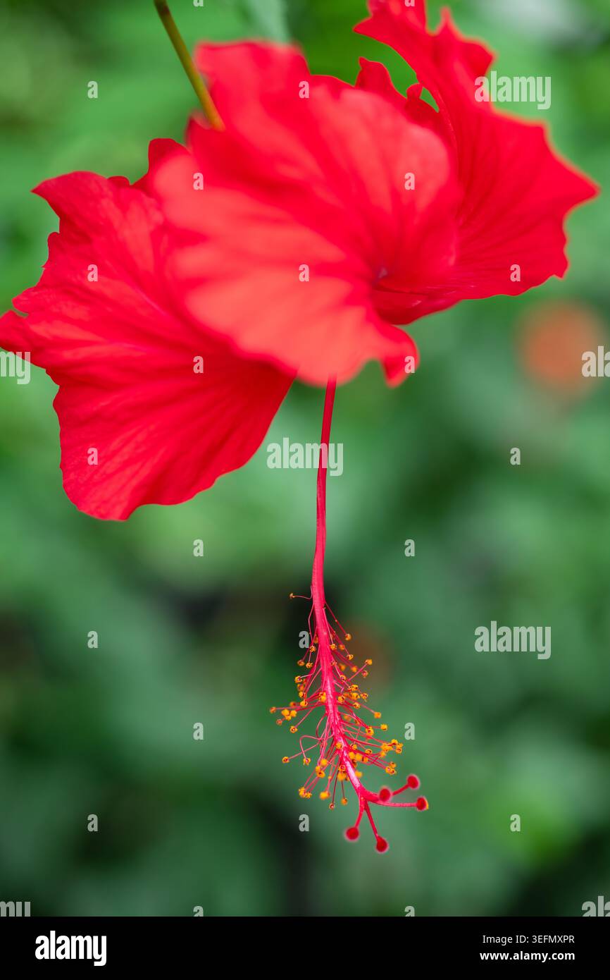Eine atemberaubende rote Hibiskusblüte steht hoch vor einem üppigen grünen Hintergrund. Die zarten Blütenblätter fangen das Sonnenlicht ein und zeigen die Kunstfertigkeit der Natur Stockfoto