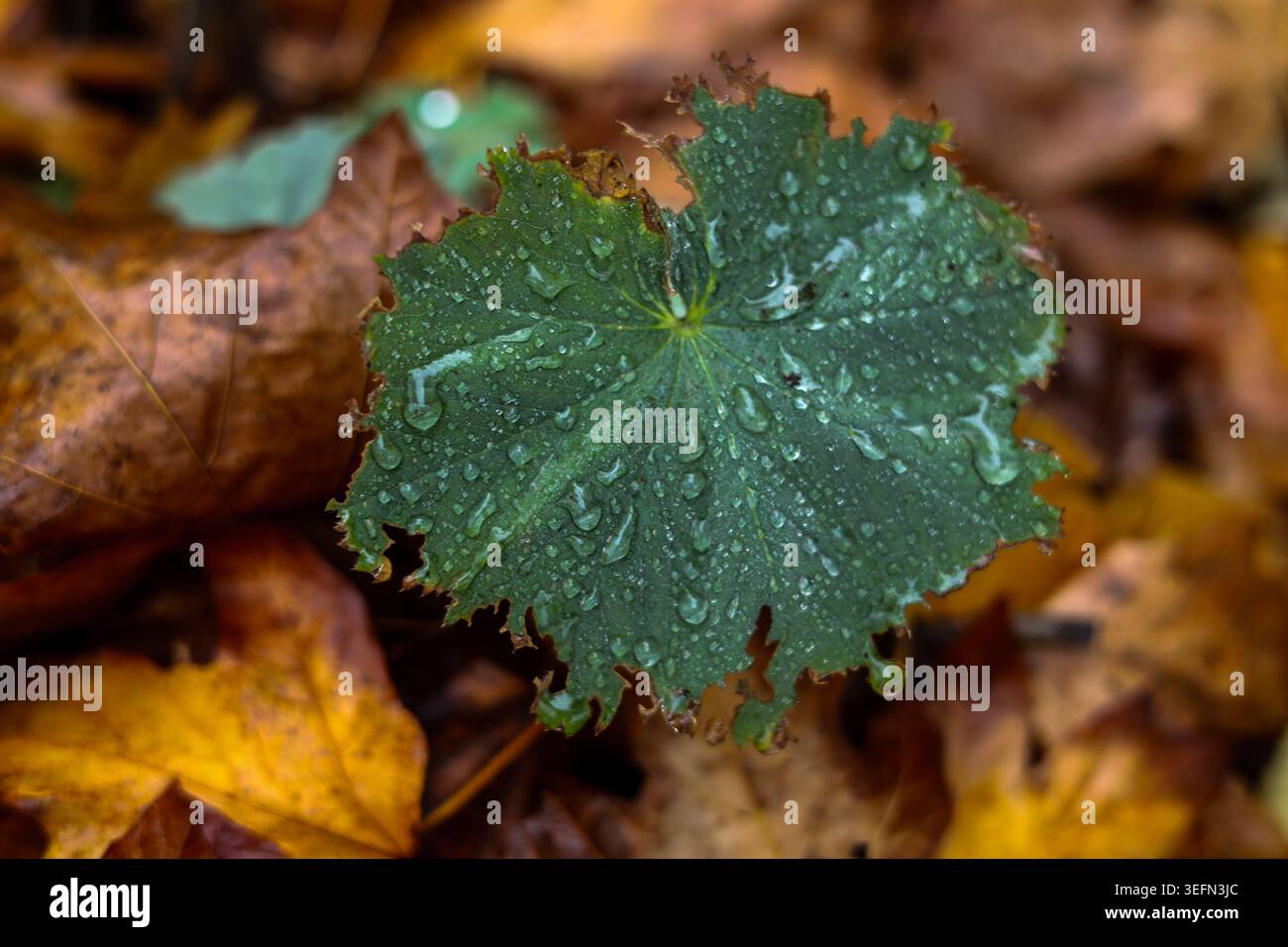 Taufende Widerstandsfähigkeit auf dem Waldboden Stockfoto