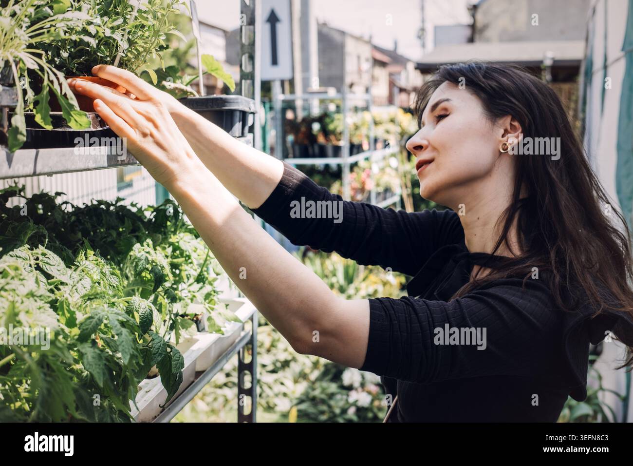 Frau greift nach grünen Gemüsesämlingen auf hohem Metallregal auf dem Gartenmarkt im Freien. Gartenarbeit, Gemüseanbau, essbar Stockfoto