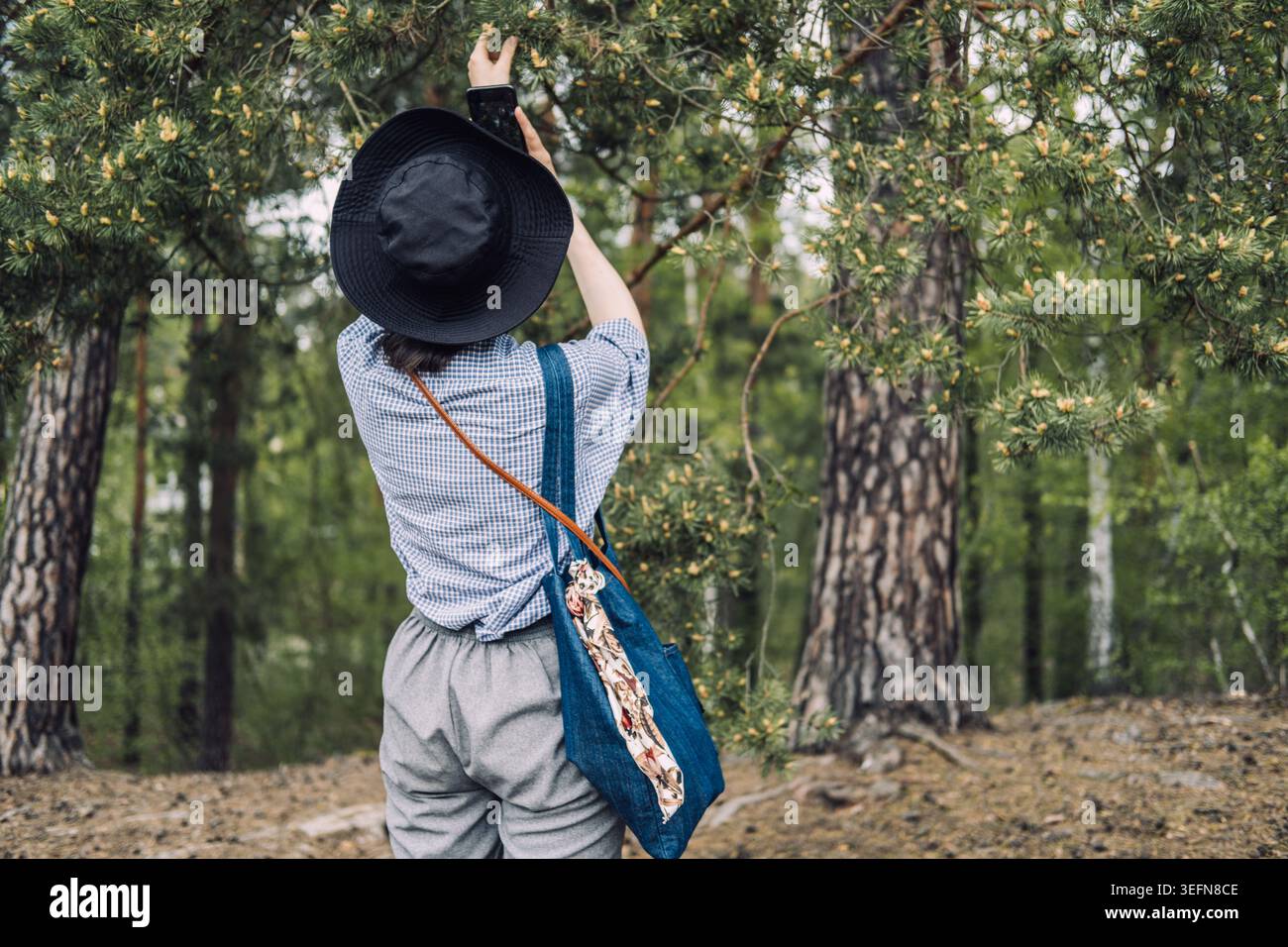 Eine Person mit Hut steht im Wald und fotografiert mit dem Smartphone Tannenzweige. Örtliche Waldforschung, Reisen mit geringer Belastung, Naturtourismus Stockfoto