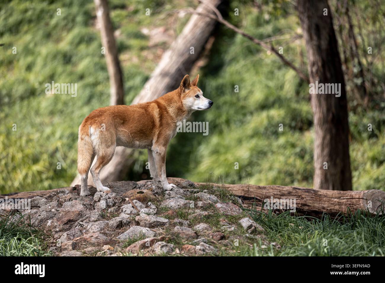Australischer Dingo, der auf felsigem Gelände in Südaustralien warnt Stockfoto