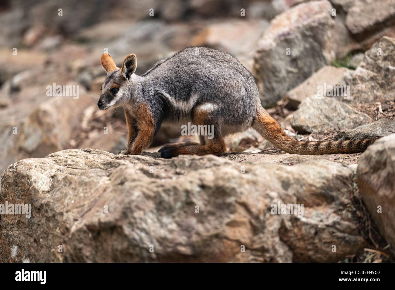Tammar Wallaby zwischen Felsen in South Australia, Australien Stockfoto