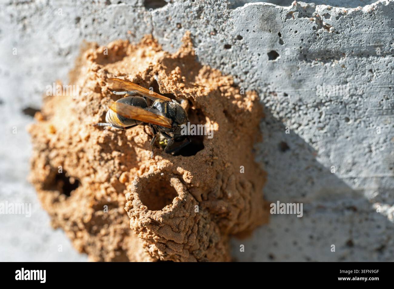 Mexikanische Honey Wasp (Brachygastra mellifica), die sich an Töpferwespenei ernährt Stockfoto