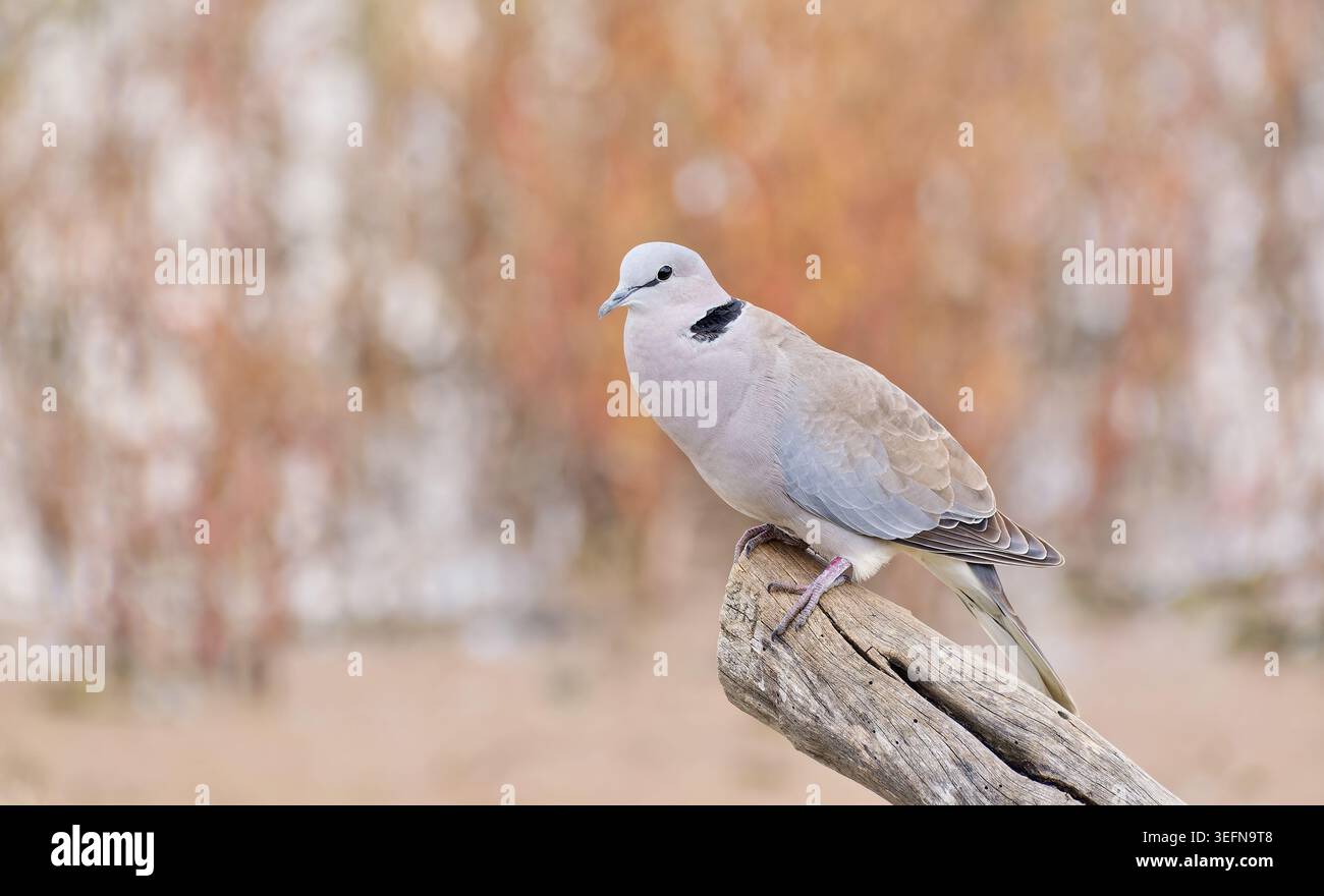 Ein blassgrauer Vogel mit Ringhalsausschnitt (Streptopelia capicola), der in einem Feuchtgebiet im Marievale Bird Sanctuary, Nigel, Südafrika, sitzt Stockfoto