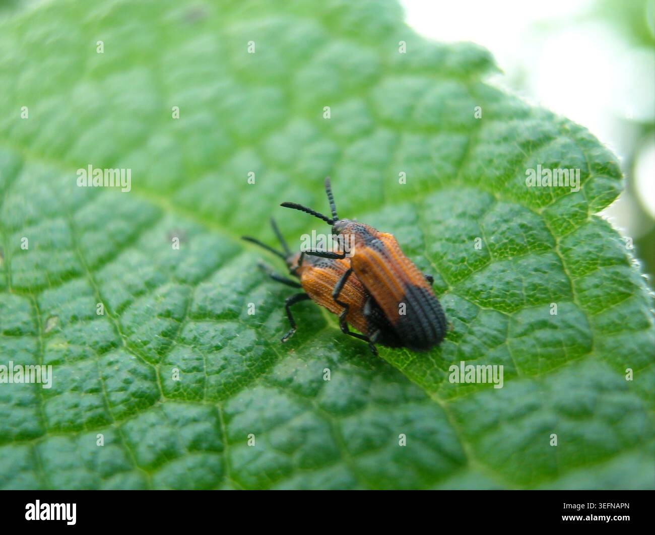 : Makronaht zweier oranger und schwarzer Blattkäfer (Chrysomelidae), die sich auf einer strukturierten grünen Blattoberfläche paaren. Stockfoto