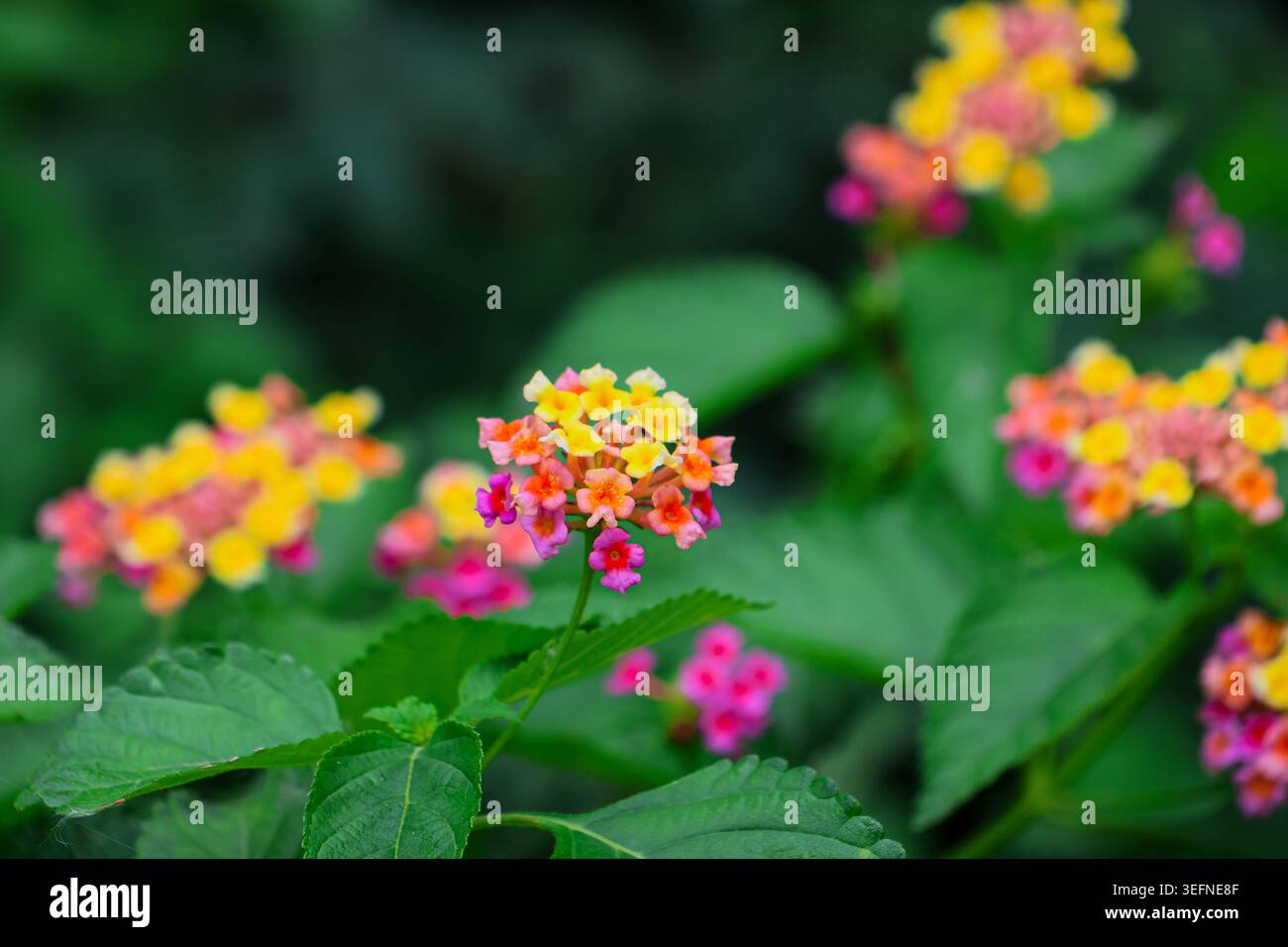 Natürliche Farbpalette: Rosa und gelbe Blüten. Ein kontrastreiches Bild, das die lebhaften Rosa- und Gelbtöne eines blühenden Lantana-Strauchs fokussiert. Stockfoto