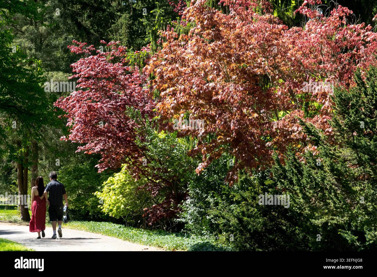 Romantisches Paar, das im Frühling in einem bunten öffentlichen Park mit japanischen Ahornen auf einem Pfad spaziert Stockfoto