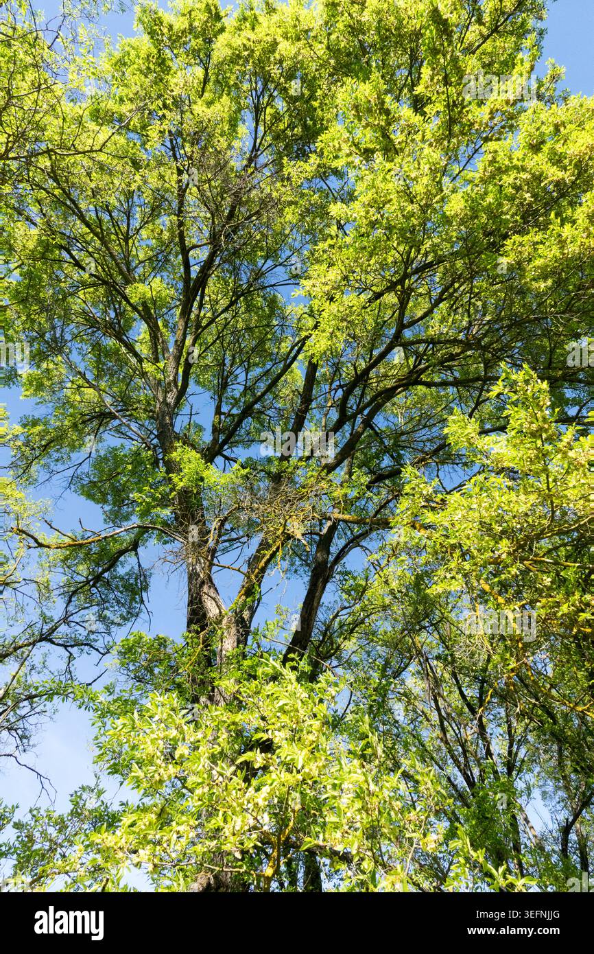 Frische grüne Blätter auf großen Ästen im Baumdach der sibirischen Ulme Ulmus pumila 'Arborea' vor blauem Himmel im Frühling Stockfoto