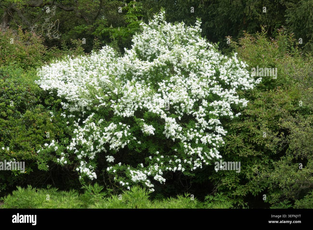 Reinweiße Blüten und gesägte grüne Blätter auf einem Zweig von Pearl Tree Exochorda serratifolia „Schneewittchen“ im Frühling Stockfoto