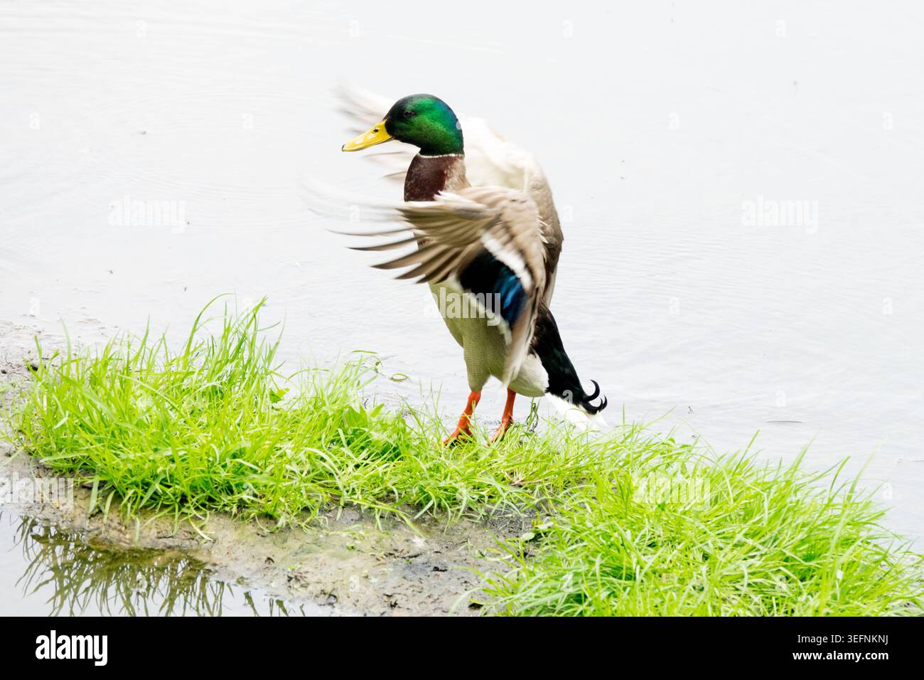 Männliche Stockenten Anas platyrhynchos, die mit den Flügeln auf einem grasbewachsenen Teichufer flattern Stockfoto