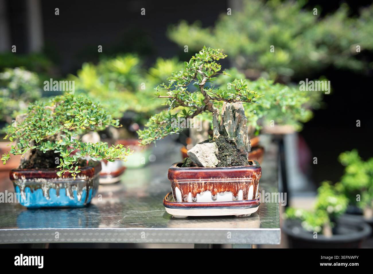 Viele verschiedene dekorative Bonsaikompositionen in Keramiktöpfen am Tisch im Blumenladen. Stockfoto