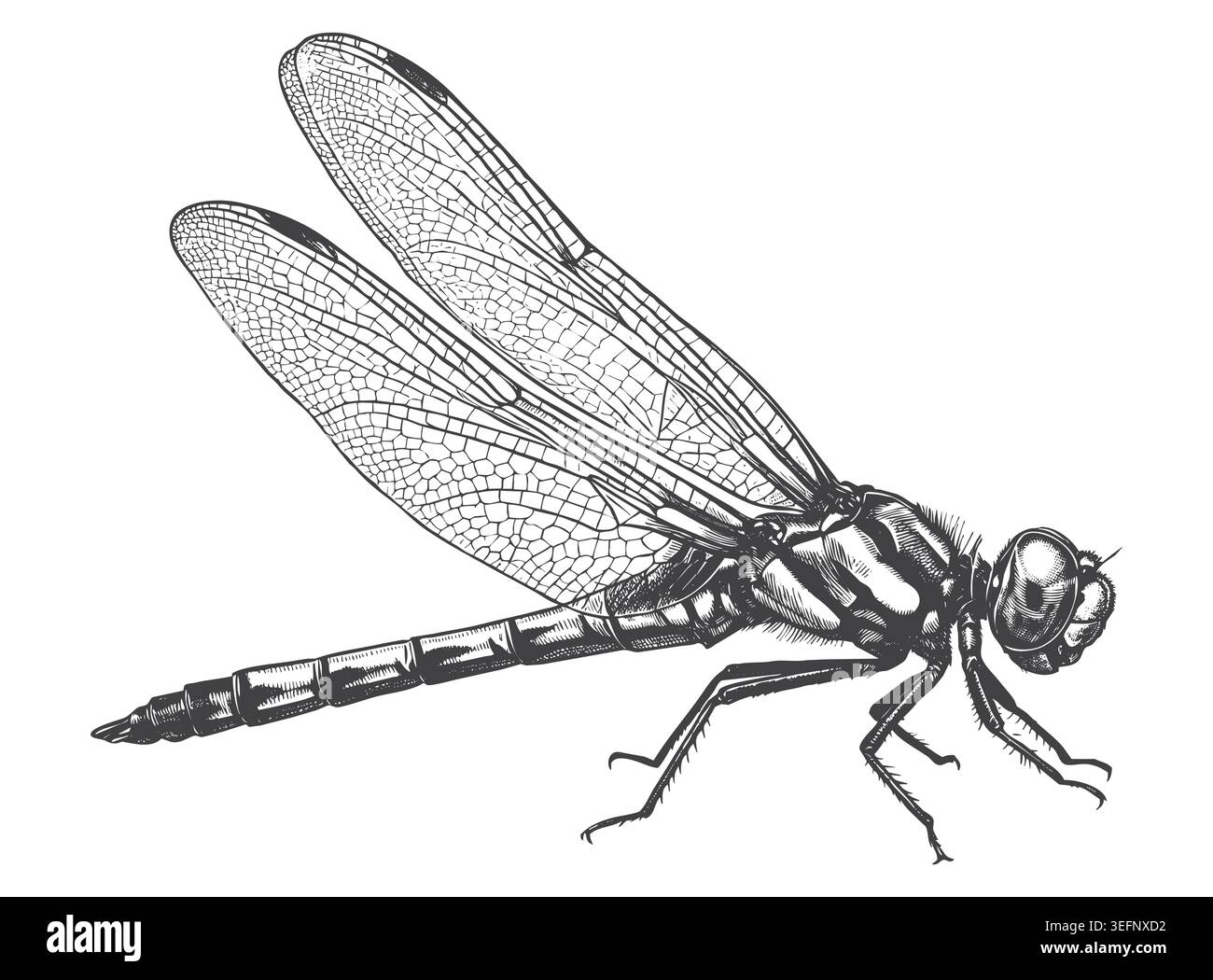 Eine detailreiche Seitenprofilabbildung einer liegenden Libelle mit gefalteten Flügeln im Vintage-Retro-Stil. Ideal für entomologische Grafiken im Außenbereich Stock Vektor
