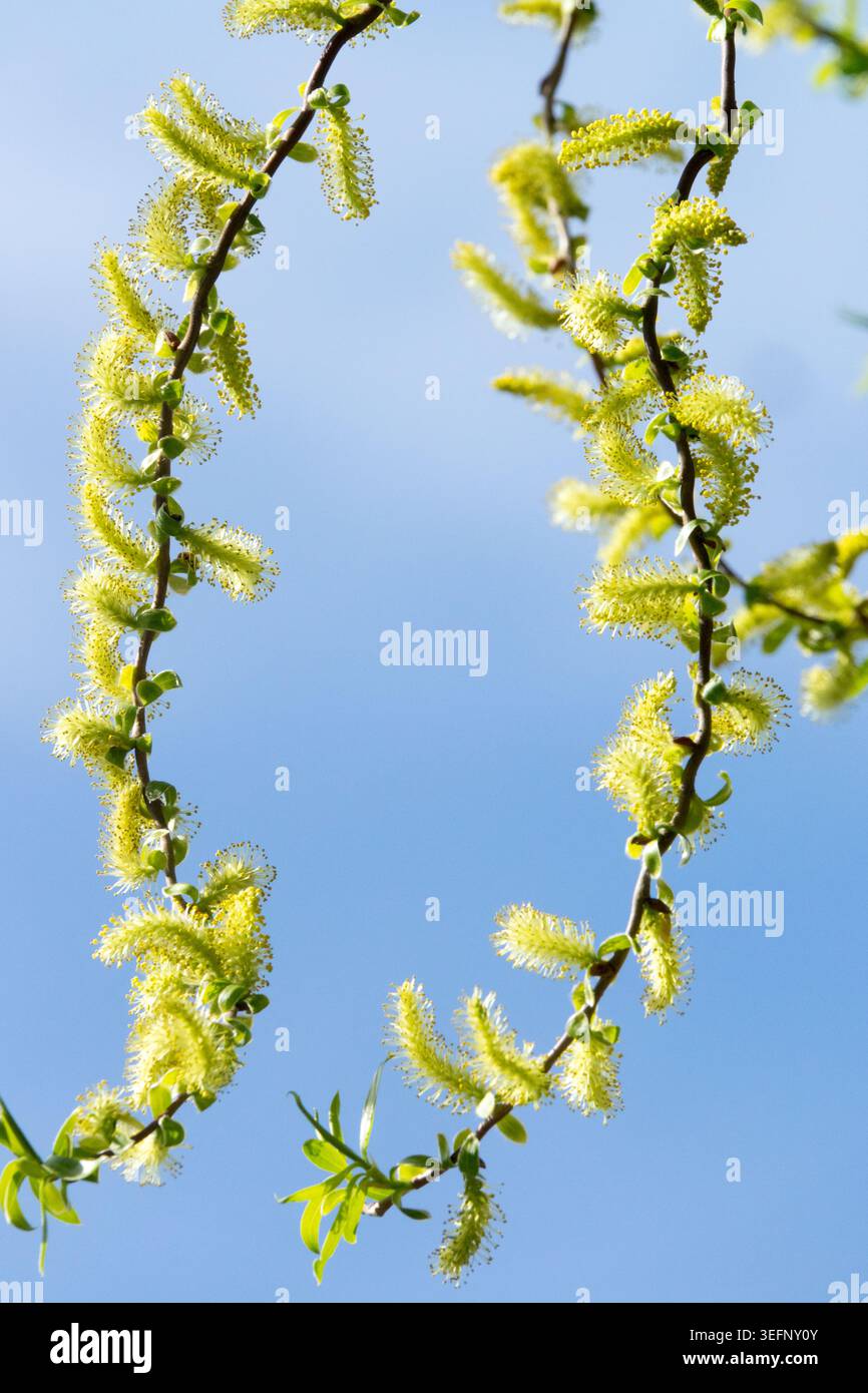 Gelbe Katzetten und frische grüne Blätter auf weinenden Zweigen der Weinweide Salix alba 'Tristis' vor blauem Himmel Stockfoto