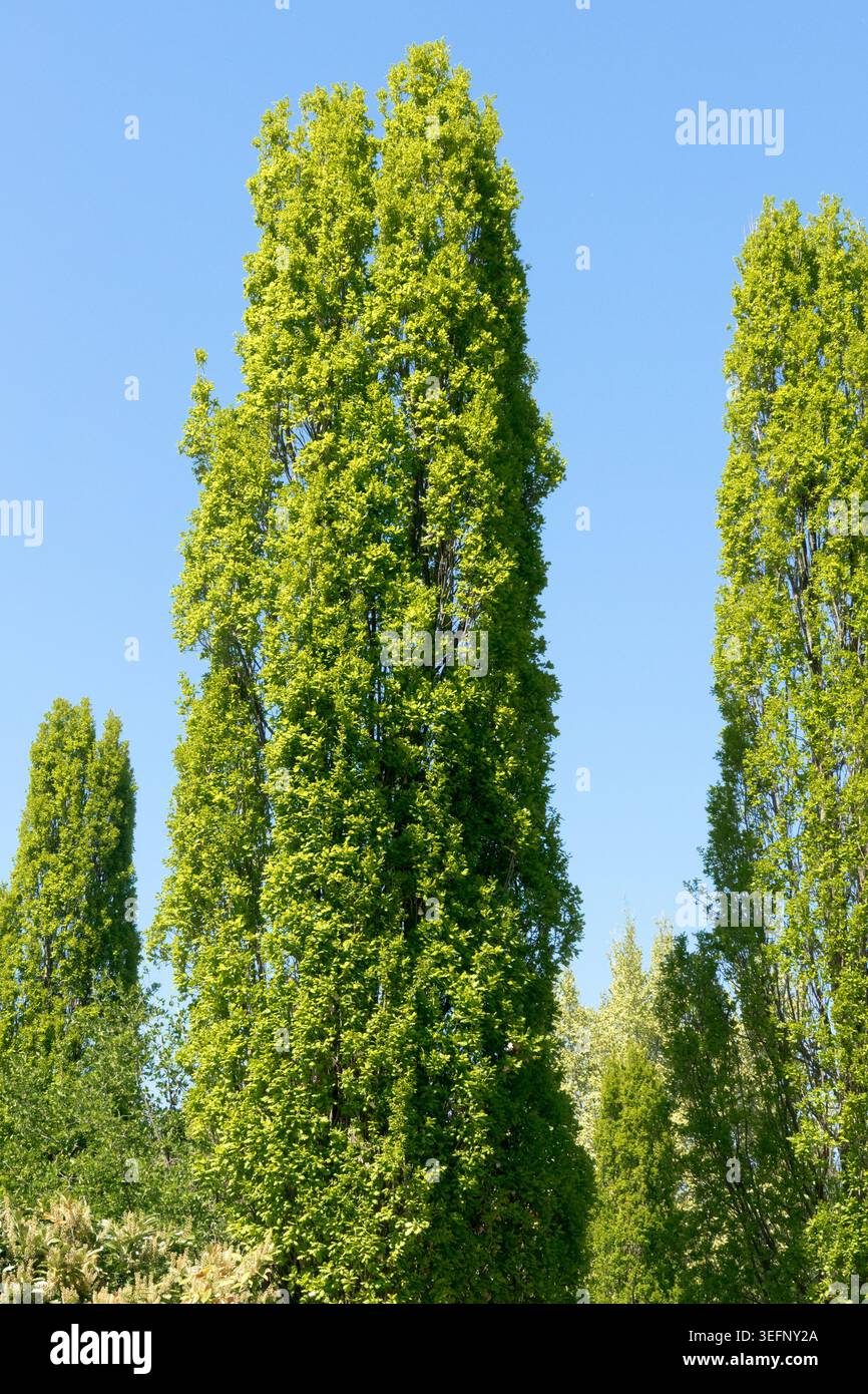 Hoher säulenförmiger englischer Eiche Quercus robur „Fastigiata“-Baum vor einem blauen Himmel in einem Frühlingsgarten Stockfoto