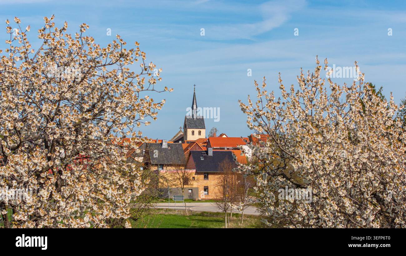 Bilder aus Westerhausen Landkreis Harz im Frühjahr mit blühenden Bäumen Stockfoto
