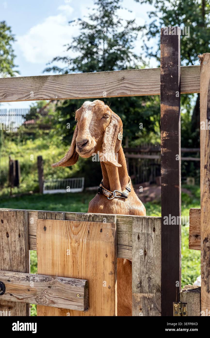 Braune Ziege mit langen Ohren, die hinter einem rustikalen Holztor in einer sonnigen ländlichen Umgebung stehen. Stockfoto
