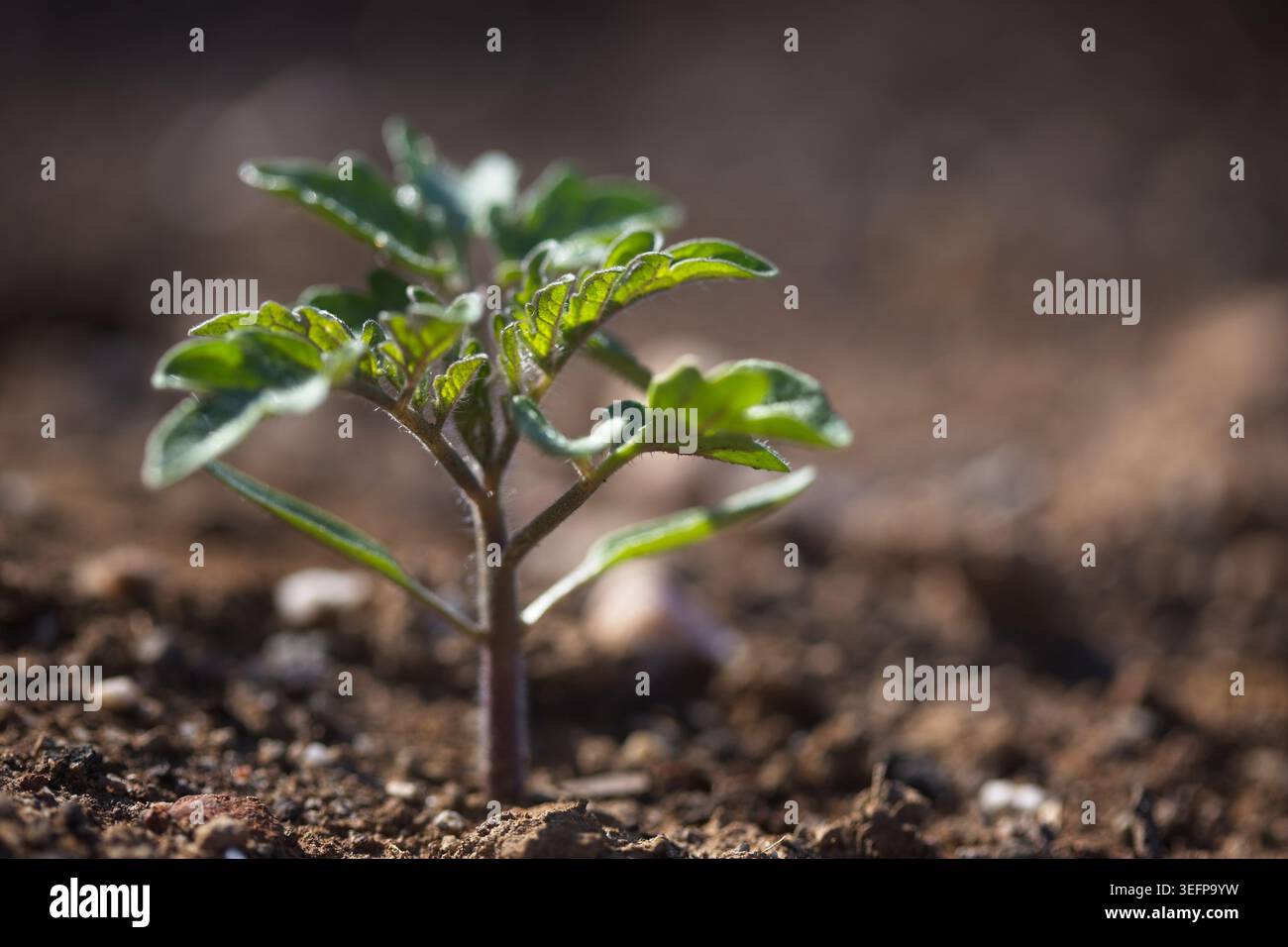 Junge Tomatenpflanze im Gemüsegarten. Stockfoto